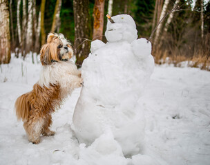 shih tzu dog stands with a snowman in winter