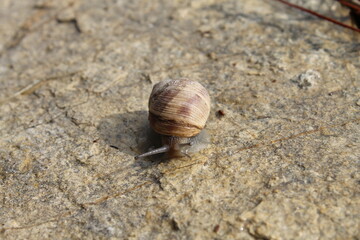 Snail on a stone surface