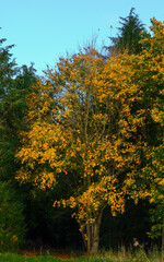 beautiful autumnal golden hues on beech trees (Fagus sylvatica) 
