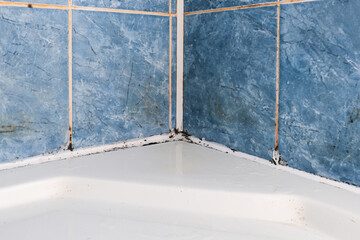 Mold fungus and rust growing in tile joints in damp poorly ventilated bathroom with high humidity, wtness, moisture and dampness problem in bath areas and shower