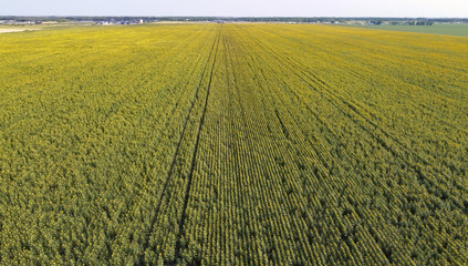 Aerial view of a green cultivated field