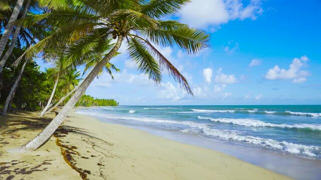 Long green leaves of coconut palms against a bright blue sky. Palm white sandy beach and blue ocean waves off a beautiful tropical coastline. Travel and holidays in the Dominican Peninsula.