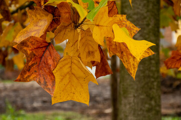autumn maple leaves