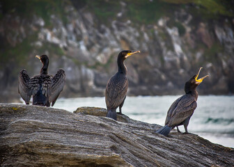 Cormorants on rock