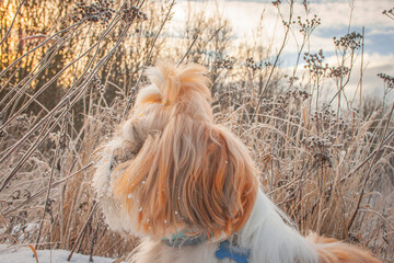 shih tzu dog in winter in the snow in the field