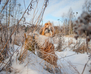 shih tzu dog in winter in the snow in the field
