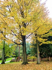 Autumn in the park