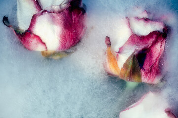 Frozen Roses in Ice