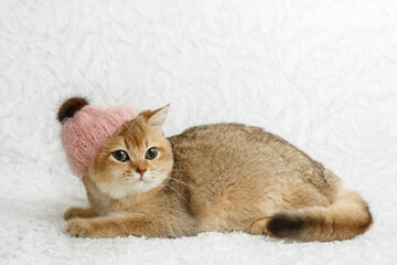 Cute Scottish straight golden shaded chinchilla (ny25) kitten in pink hat. Funny and curious kitten on white background. A breed of domestic cat .