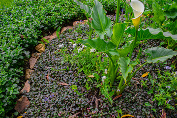 flor de cartucho con piedras Quetzaltenango
