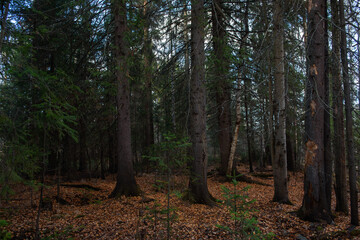 The forest is waiting for winter.