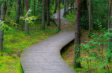A winding wooden path through a pine forest. Moss along the edges. Autumn leaves. Green shrubs.