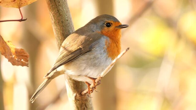 European Robin singing in the morning (Erithacus Rubecula)