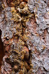Close up of amber resin on pine bark.