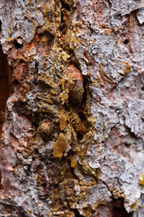 Close up of amber resin on pine bark.