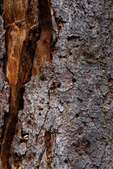 Close up of an old pine bark eaten by insects