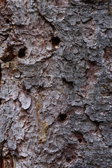 Close up of an old pine bark eaten by insects