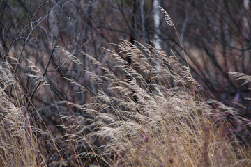 Field dried grass in late autumn