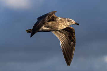 Seagull