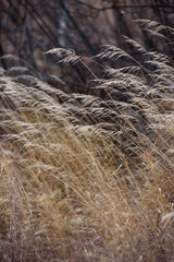 Field dried grass in late autumn