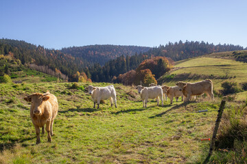 France, Ardèche (07), bovins dans les montagnes d'Ardèche.