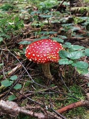 fly agaric mushroom