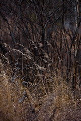 Field dried grass in late autumn