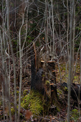 An old stump overgrown with mushrooms and chaga. - obrazy, fototapety, plakaty
