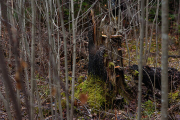 An old stump overgrown with mushrooms and chaga.
