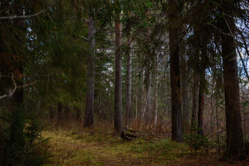 Obraz premium The forest is waiting for winter.