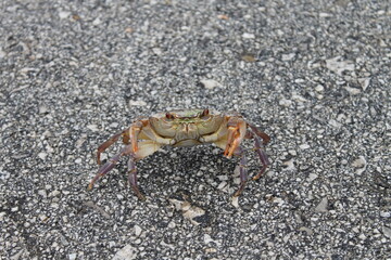 Crab walking on asphalt surface