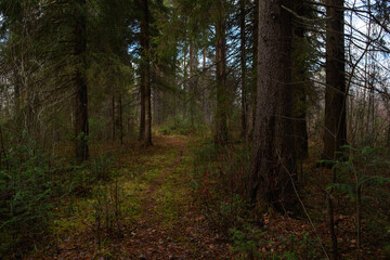 Obraz premium The forest is waiting for winter.