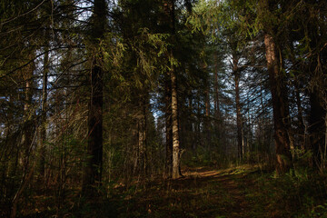 The forest is waiting for winter.