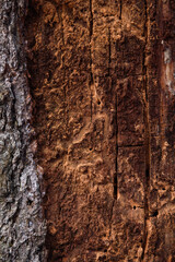 Close up of an old pine bark eaten by insects