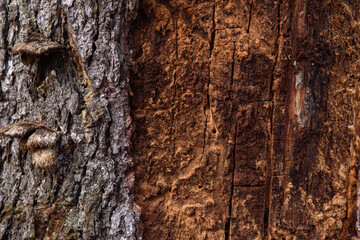 Close up of an old pine bark eaten by insects