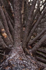 Old broken spruce in the autumn forest