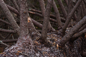 Old broken spruce in the autumn forest
