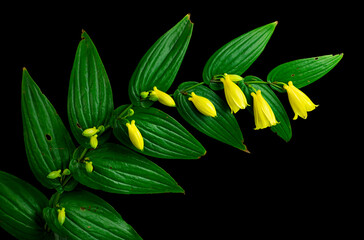 Stem of yellow fairbells (Disporum flavens) from shade garden in central Virginia.