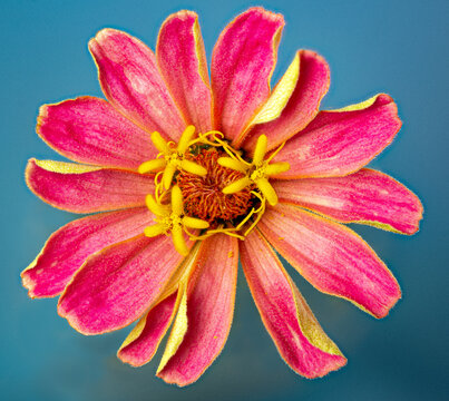 Macro view of center of pink zinnia flower, showing three 5-lobed disk florets and smaller and thinner stigma ray florets beneath them.