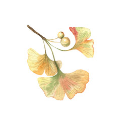 Ginkgo gingo biloba isolated on white leaves and seeds branch. Watercolour foliage medical treatment.