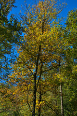 Fall Yellow Colorful fall colors on the trees of North Carolina
