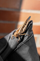Insect locust on the background of a garden brick wall. Brown grasshopper