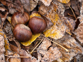 Some chestnut at the forest in autumn with brown leafs