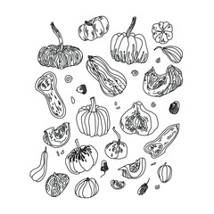 Set of twenty different varieties of pumpkins and nuts in doodle style on white background