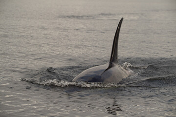 orca in the sea
