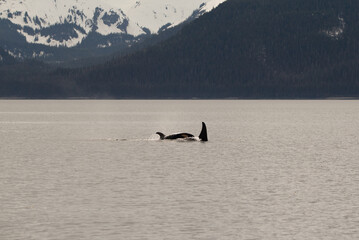 orca in the sea