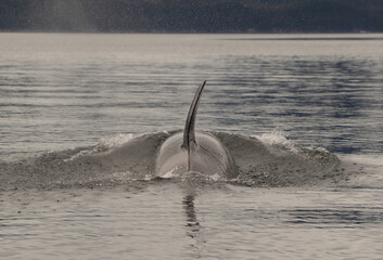 orca in the sea