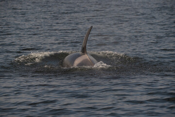 orca in the sea