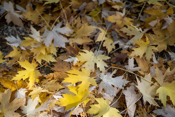 Europapark Klagenfurt