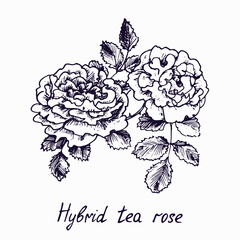 Hybrid tea rose, flower and leaves, doodle ink drawing with inscription, vintage style woodcut